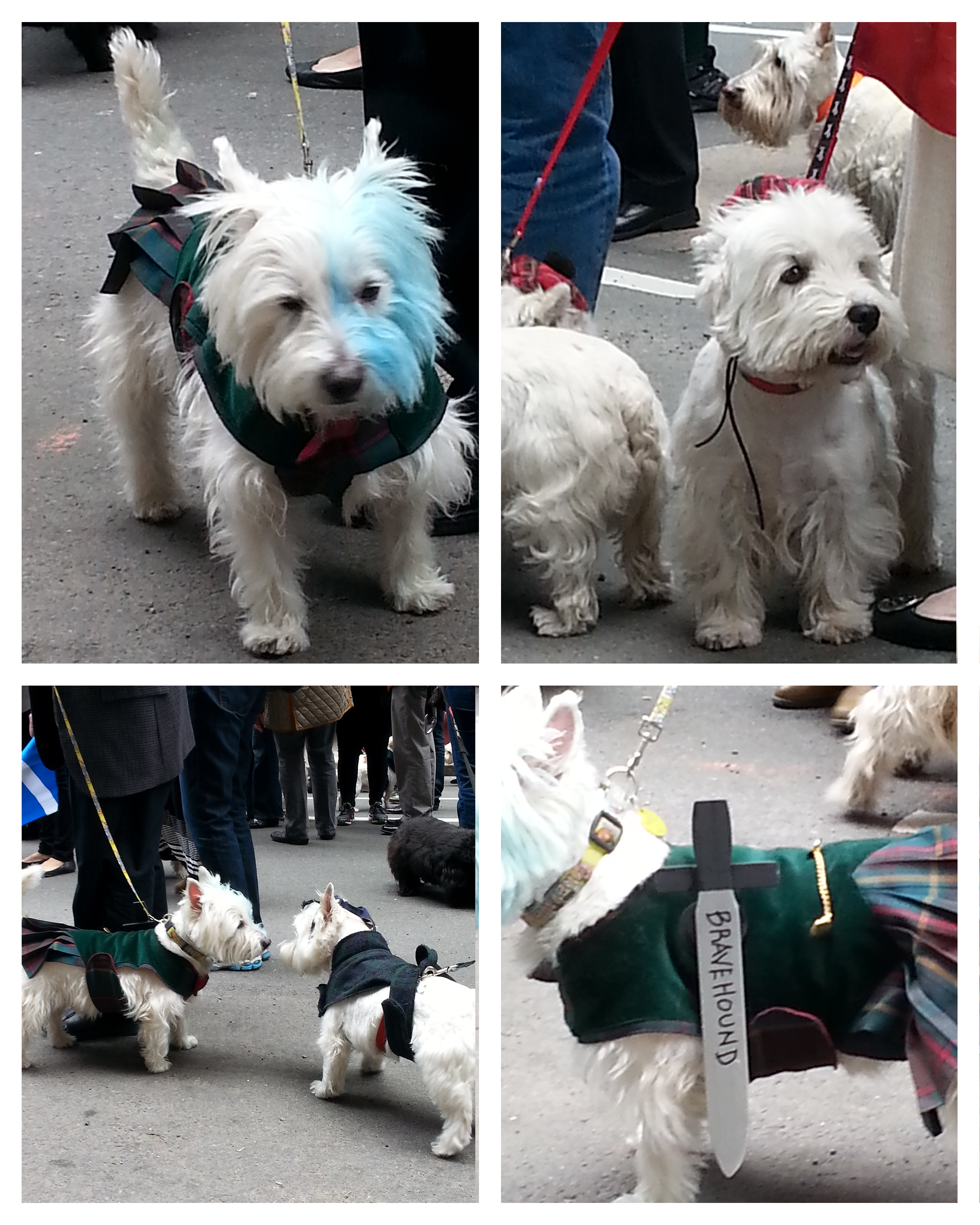 Scotties!