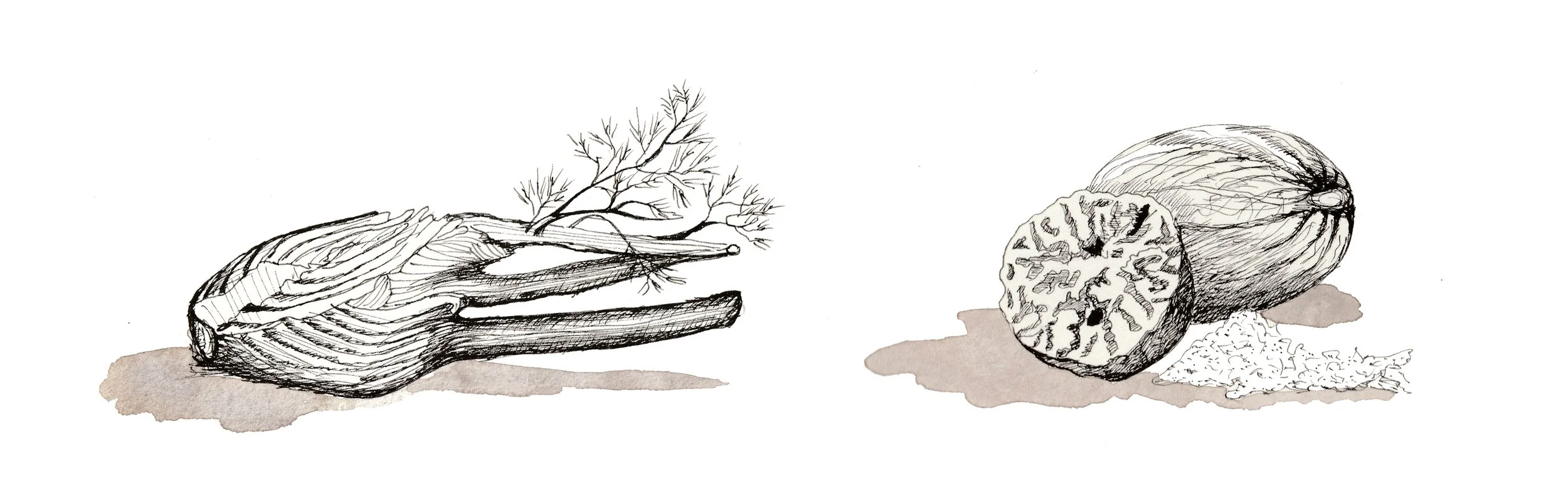Fennel-drawings.jpg