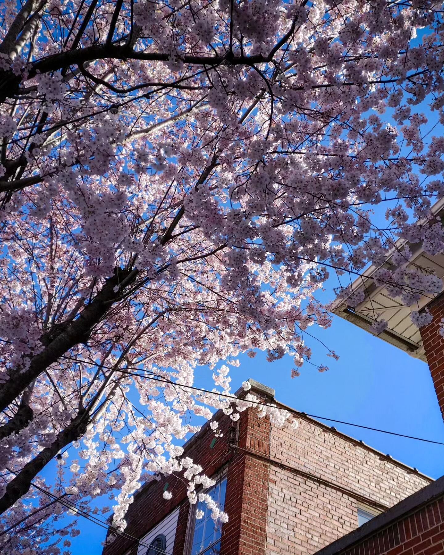 For years we've heard about the beauty that is Virginia in the spring, and this year, we experienced it.

Cherry blossoms are poppin' in #roanokeright right now. We can't get enough of these ephemerial, delicate trees. 

There's something special abo