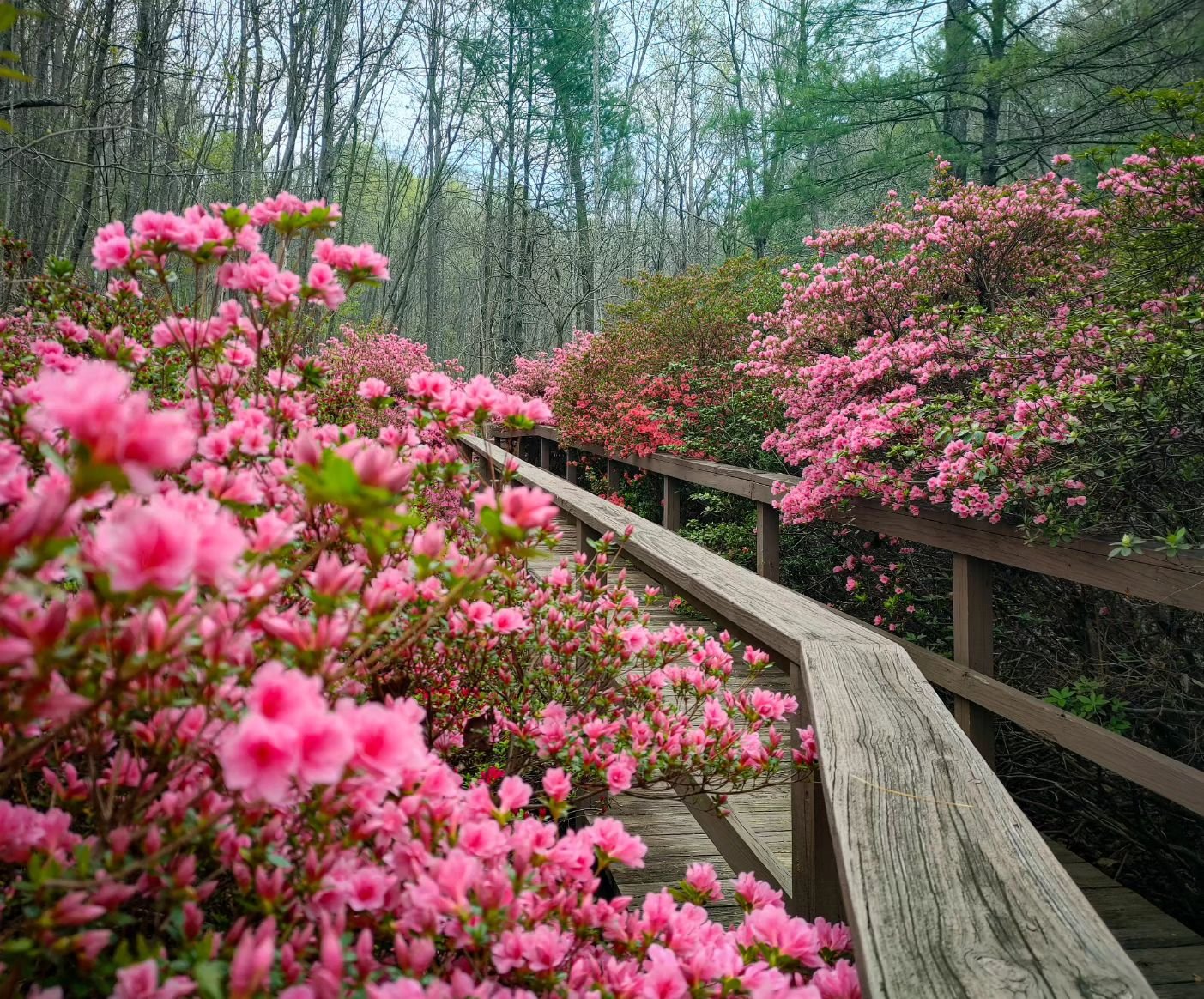 The stunning pinks and fuschias of azalea season in #roanoke 😲

This shot was taken at a sleepy little spot in the mountains Spring in the Blue Ridge Mountains is magical, indeed.

Happy friday, y'all ✌️
.
.
.
.
.
.
#azaleas #flowerstagram #springfl