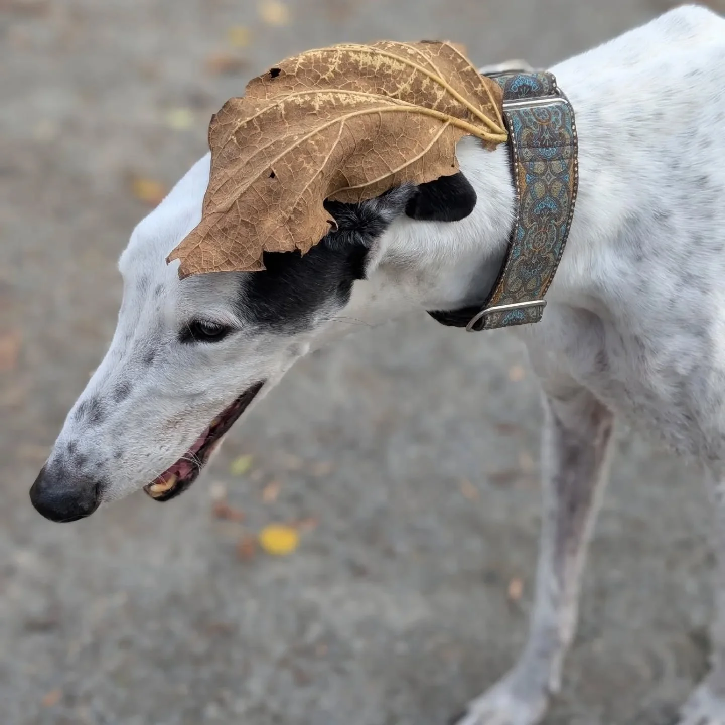 Everyone is talking about borzois right now, but can we hear it for the OTHER sight hound, the OG sight hound, the greyhound? 👏

Sal, AKA Salad, is my faithful work companion and design muse. He is a rescue from the now-shuttered tracks in Orlando. 