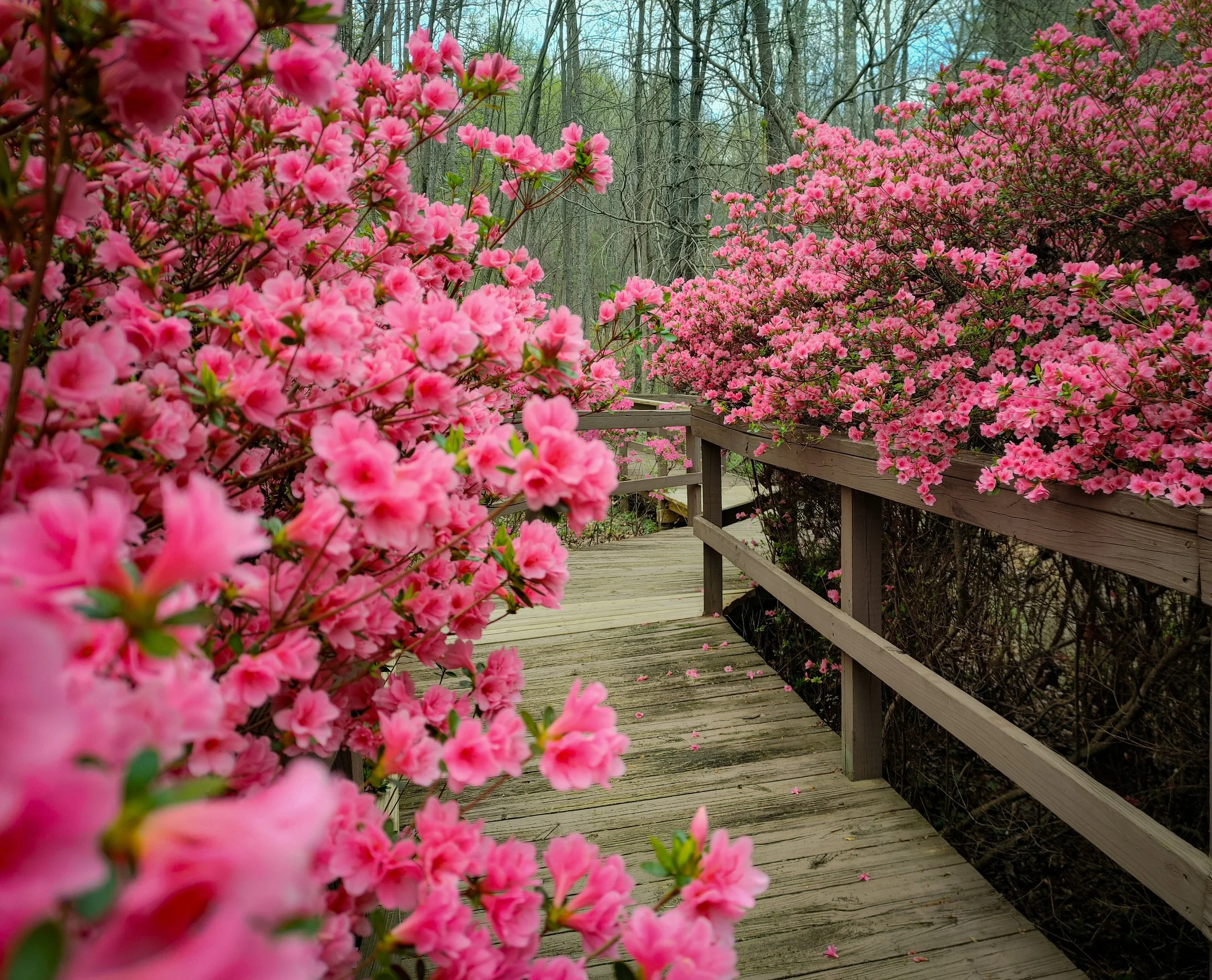 Azaleas - Roanoke branding agency 38th and Kip Studio