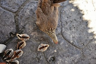 Hen+and+chicks.jpg