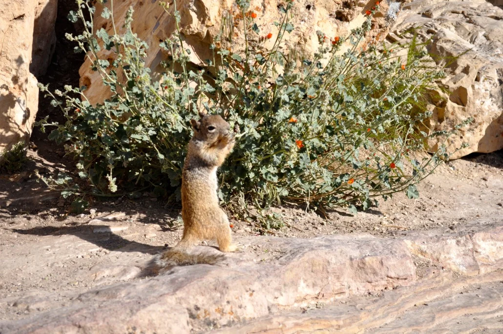 This little guy didn't suffer from acrophobia.