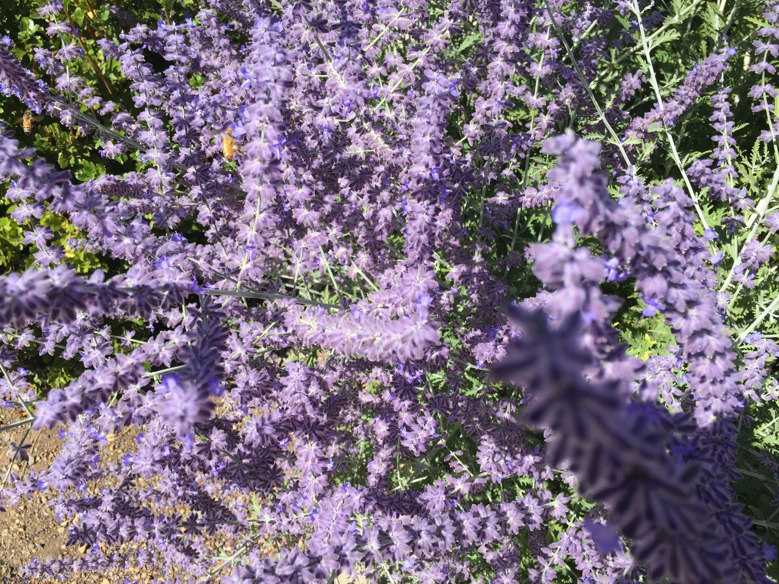 Russian Sage in August