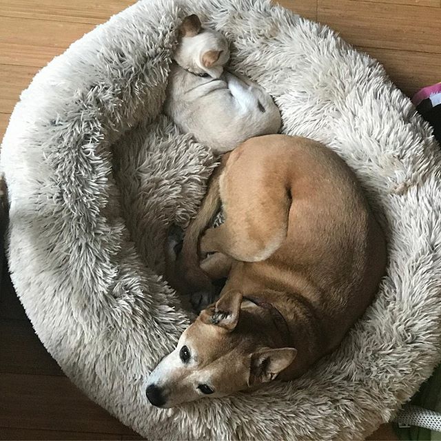 Dog yin-yang by @juliaburkes