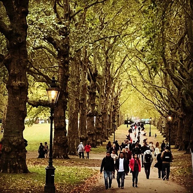 These trees look like they&rsquo;re painted