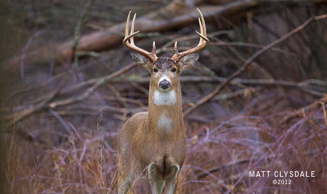 The Creek Buck - Portage Creek Bicentennial Trail