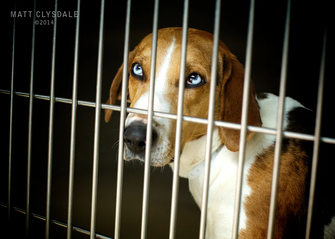 A beautiful bloodhound at SPCA of SW Michigan