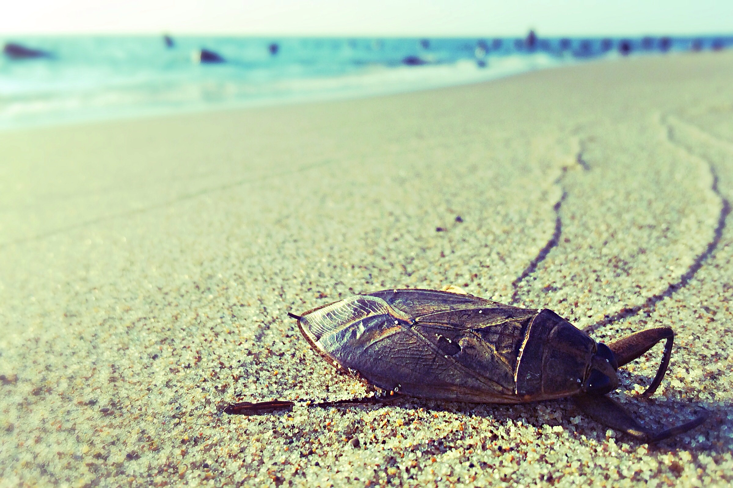 A dying, giant water bug at Oval Beach, Saugatuck, MI