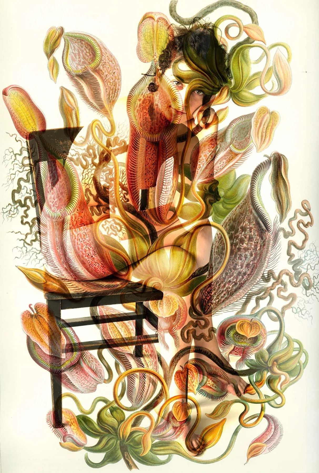 "Nepenthes Melamphora" illustration by Ernst Haeckel 1899