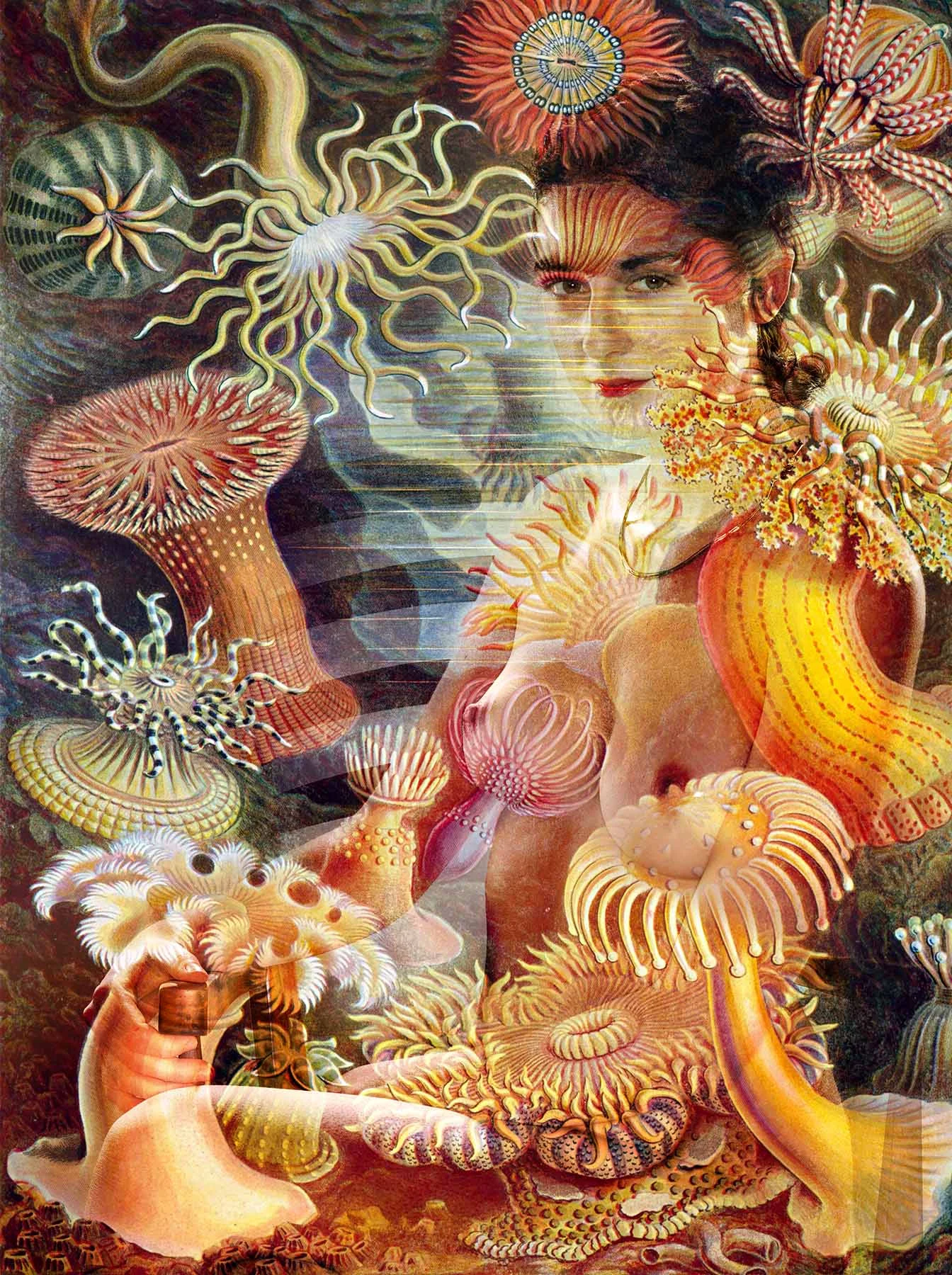 Photo and collage by Matt Clysdale. Sea anemone illustration from Ernst Haeckel's "Kunstformen der Natur (Art Forms of Nature) of 1904
