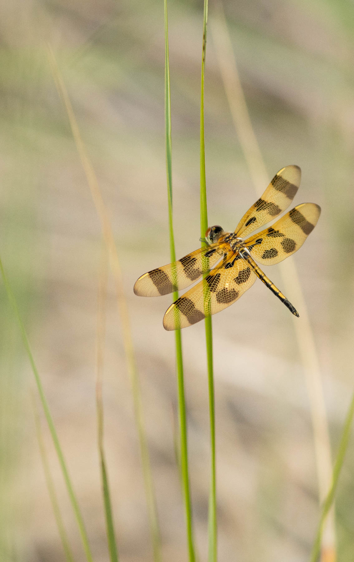 Halloween Pennant Dragonfly