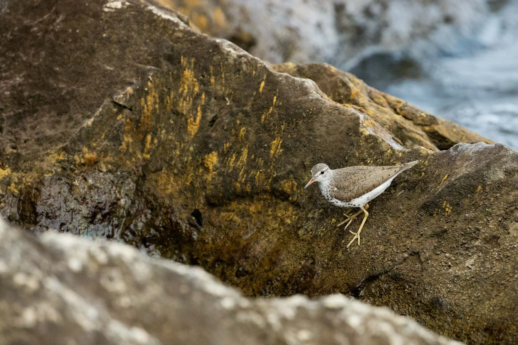 Spotted Sandpiper - Breakwall, Kalamazoo River Pier