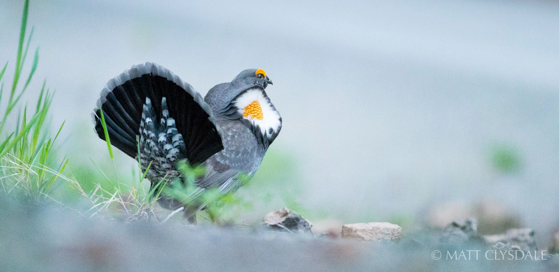 Sooty Grouse - Hurricane Ridge, Olympic National Park