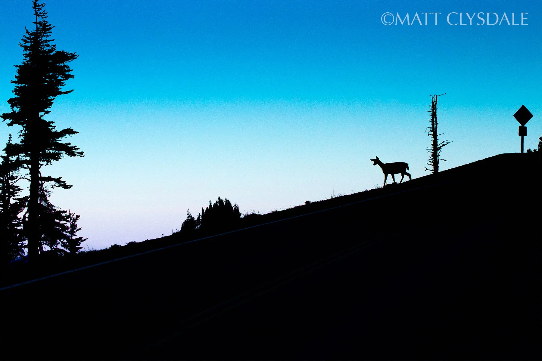 Black Tail Deer on slope. Hurricane Ridge - Olympic National Park, Washington