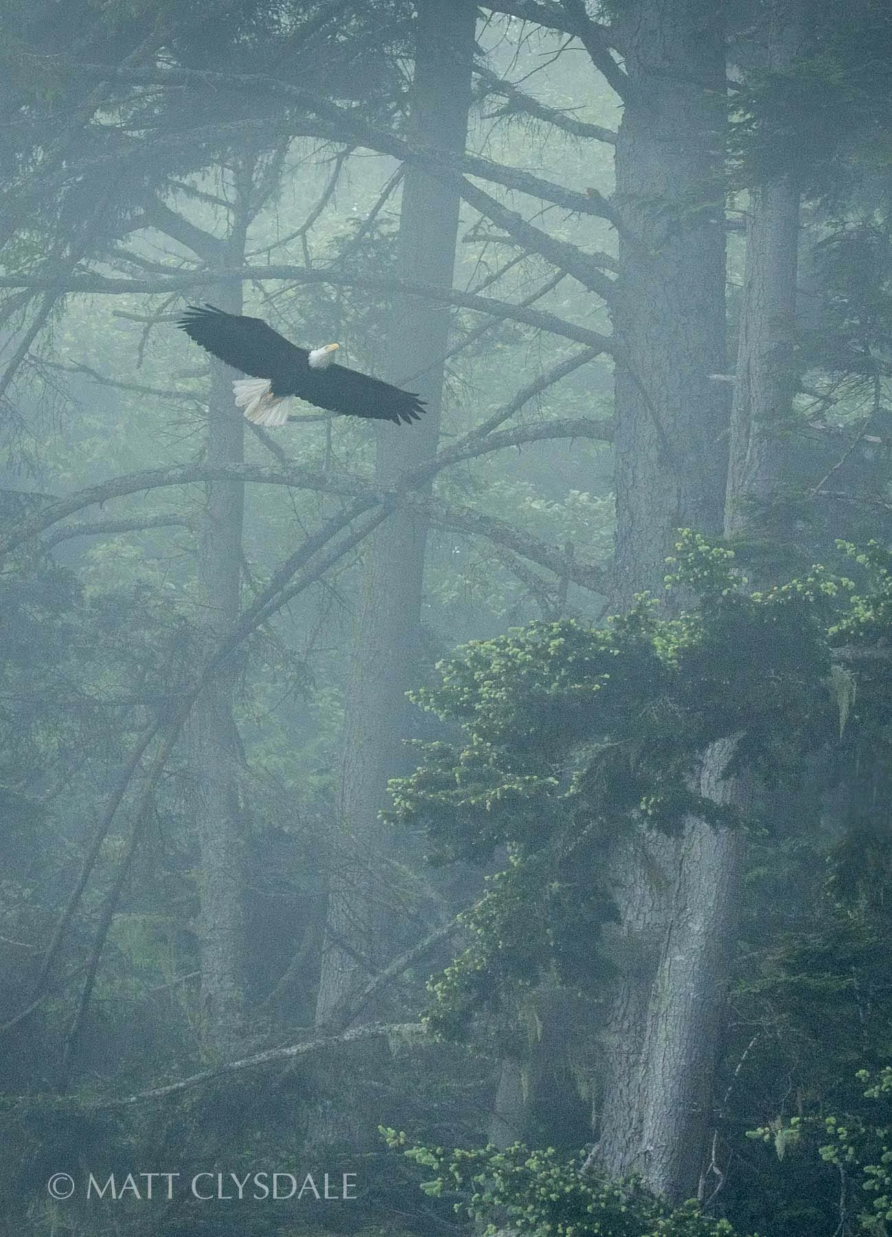 Resident eagle, coasting up towards a perch on a foggy morning in June - Crescent Bay, WA