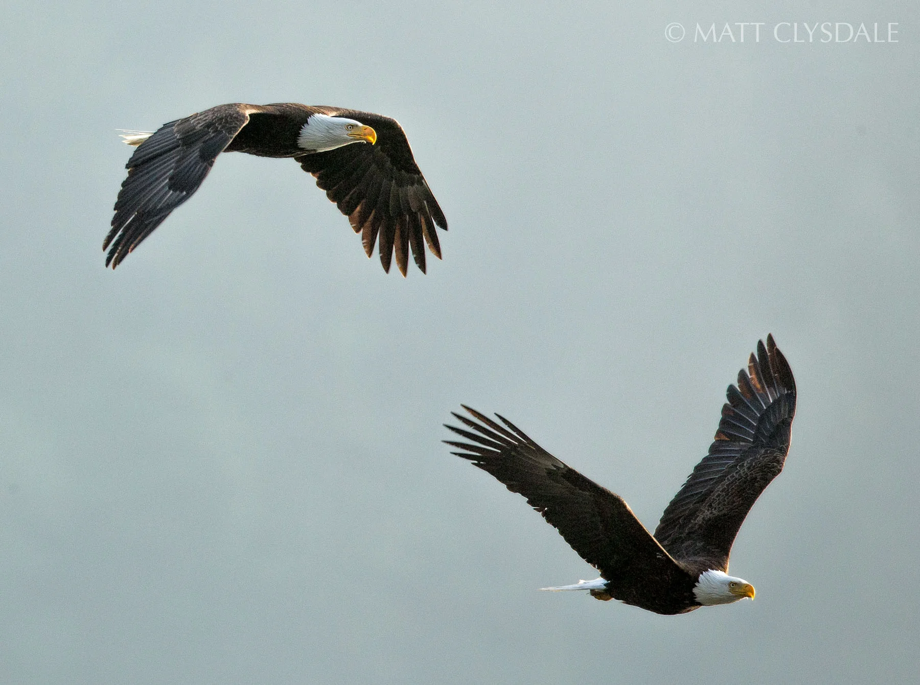 Resident eagle pair, flying together over Crescent Bay