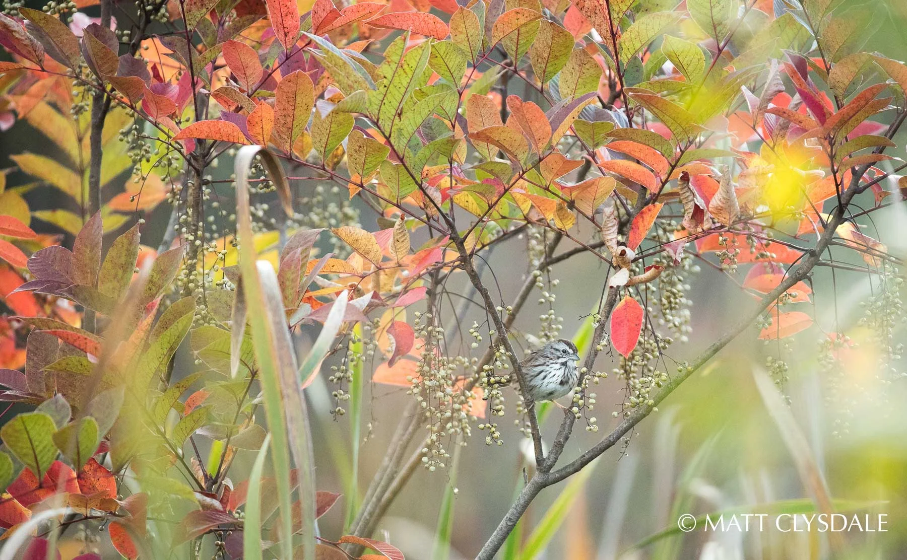 Song Sparrow - Bow in the Clouds Preserve, Kalamazoo, MI