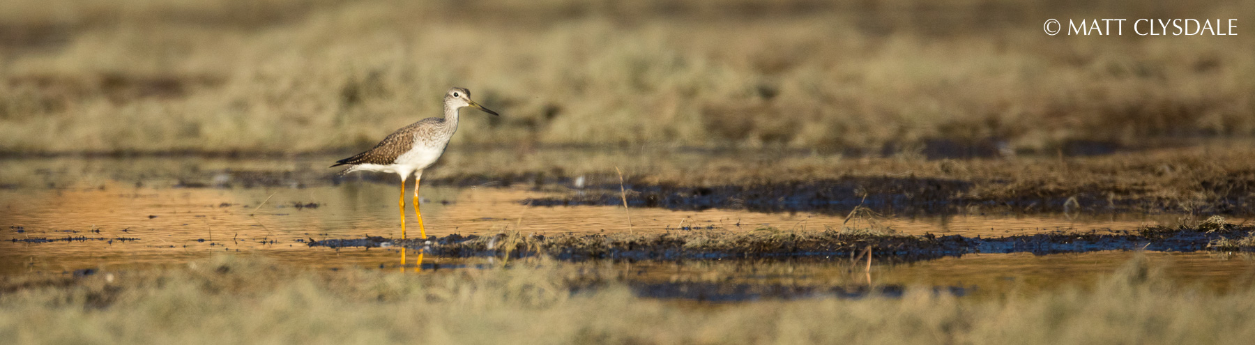 Greater Yellowlegs - Wolf Lake Fish Hatchery, Kalamazoo, MI