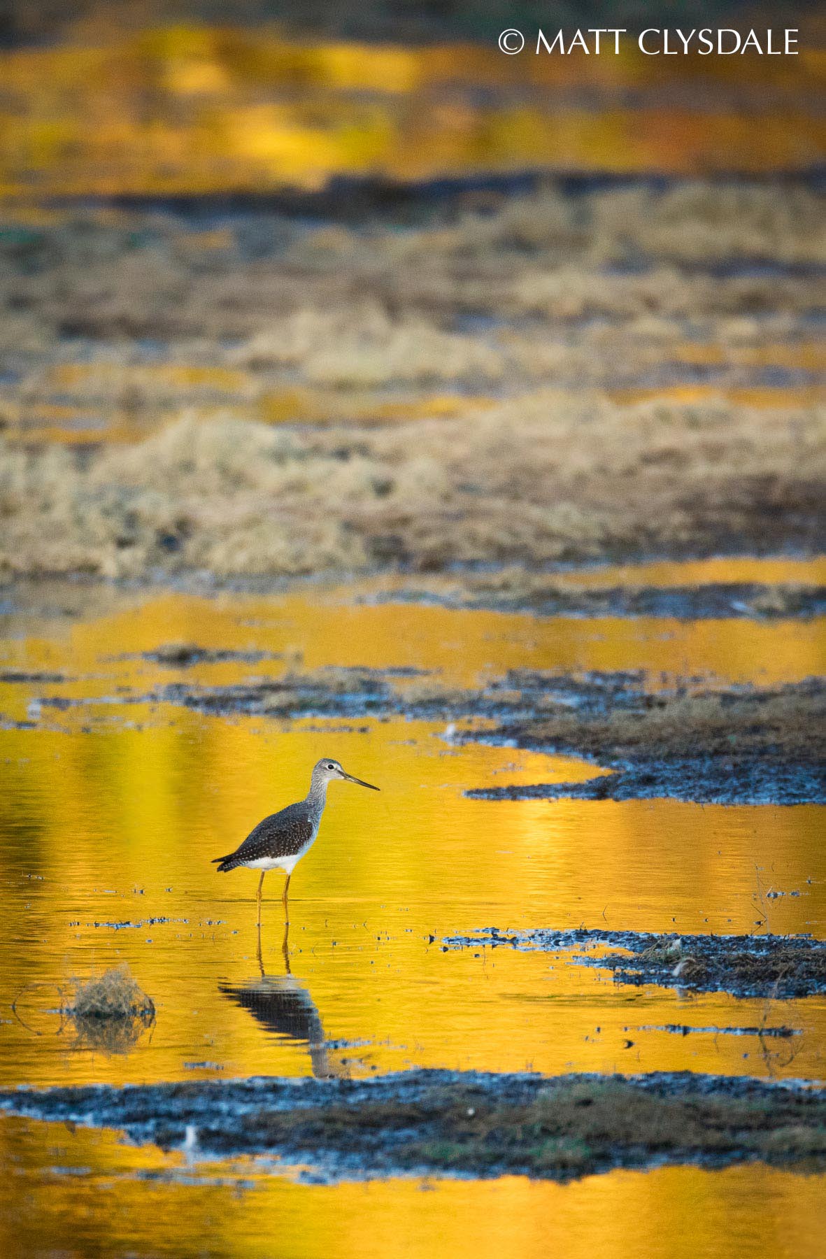 Greater Yellowlegs - Wolf Lake Fish Hatchery, Kalamazoo, MI