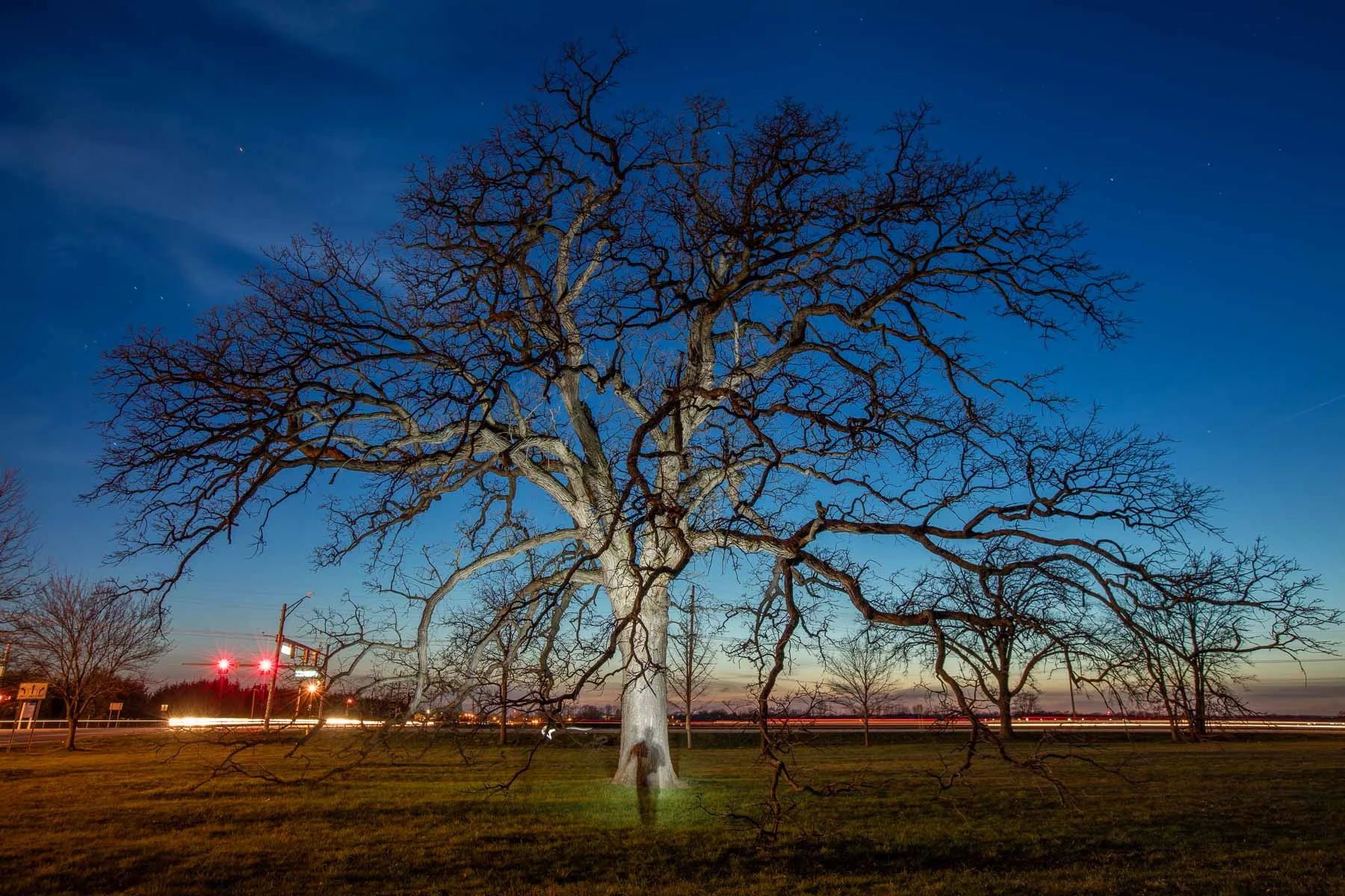 The Sprinkle Oak