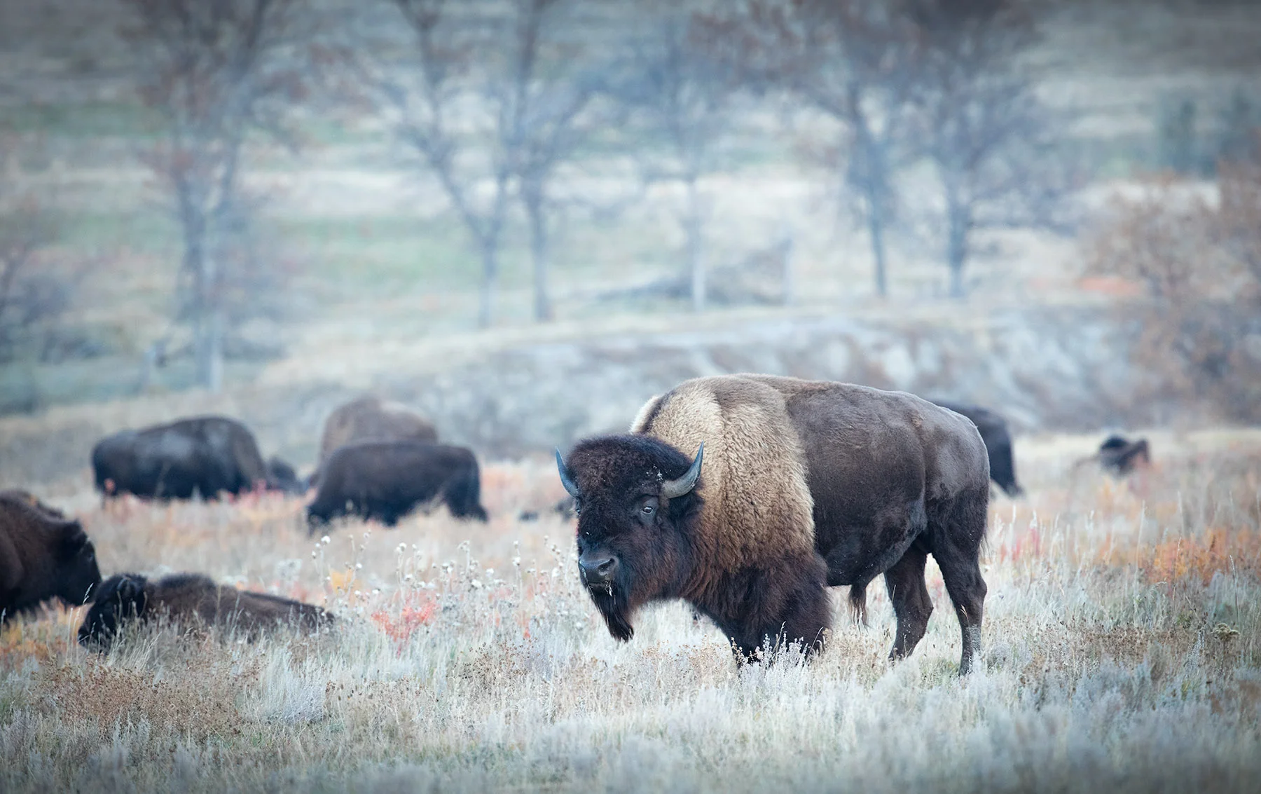 Pastured, bull buffalo - Cannonball, ND