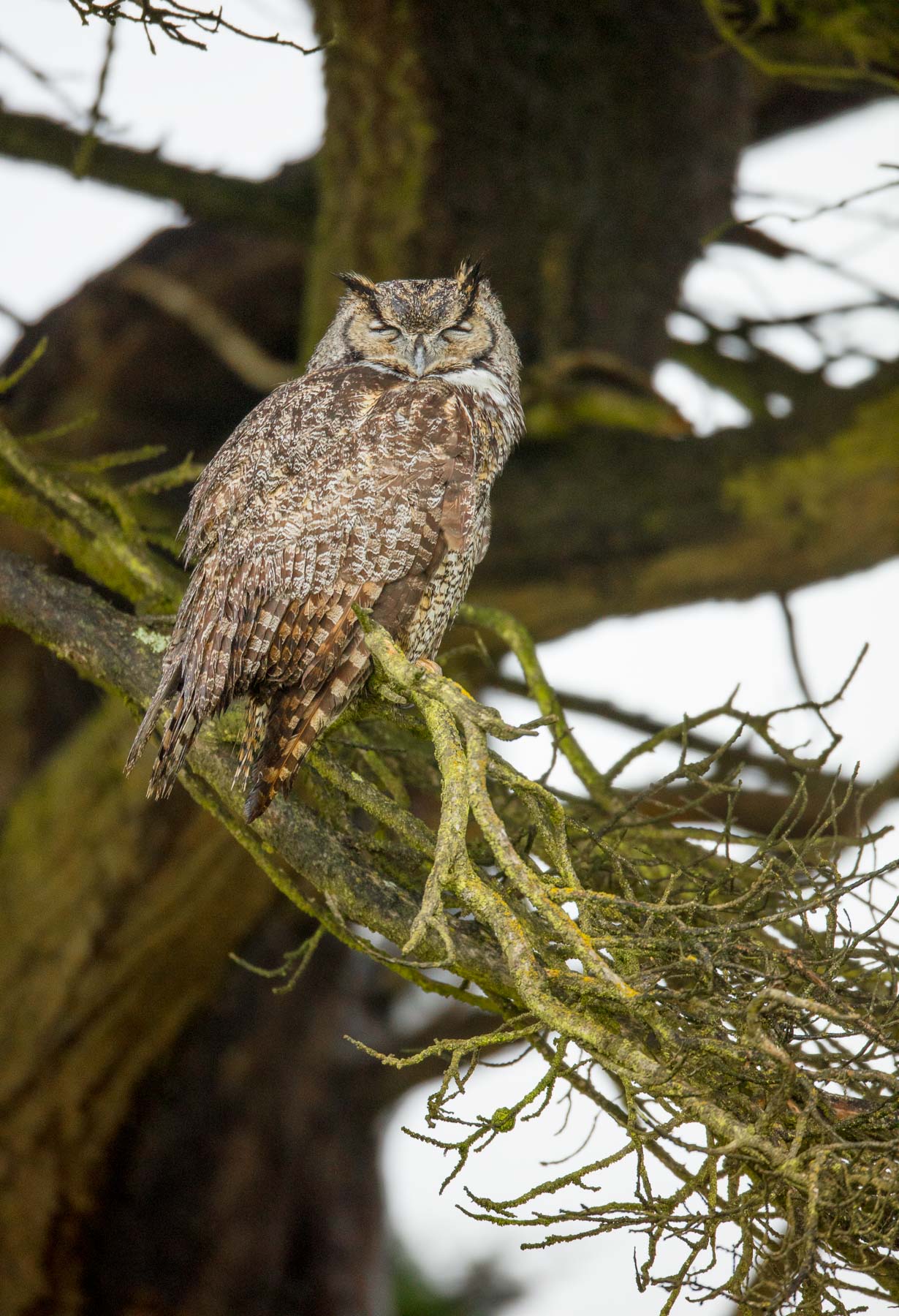 Sleeping Great Horned Owl 