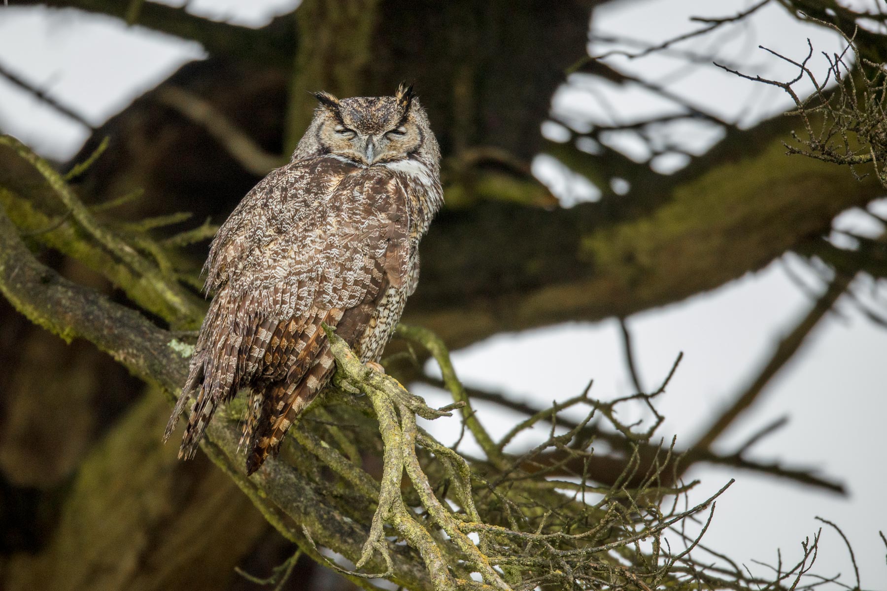 Great Horned Owl, sleeping through an endlessly rainy day.