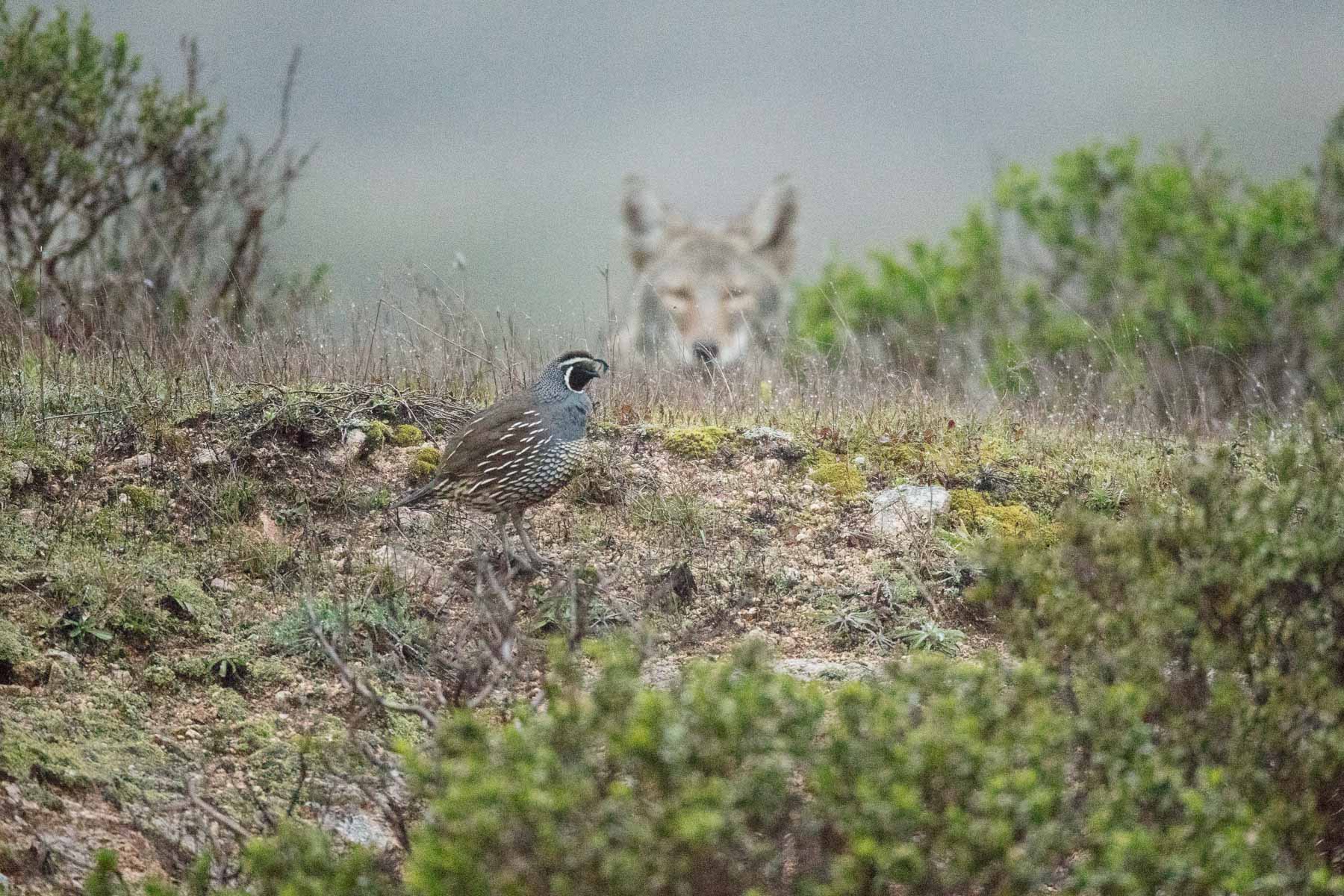 Male California Quail being sized-up by a Coyote on the prowl.