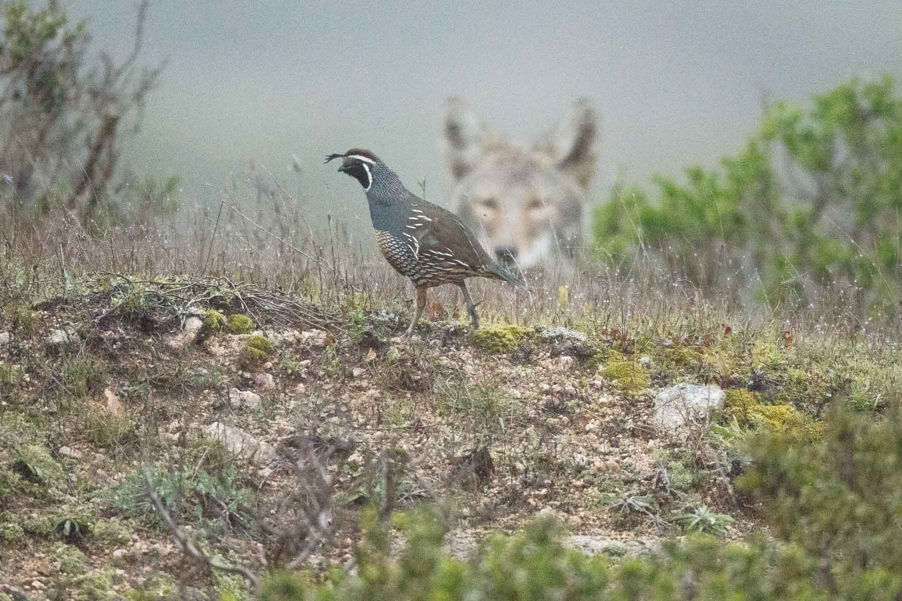 Coyote contemplating a California Quail, for breakfast.