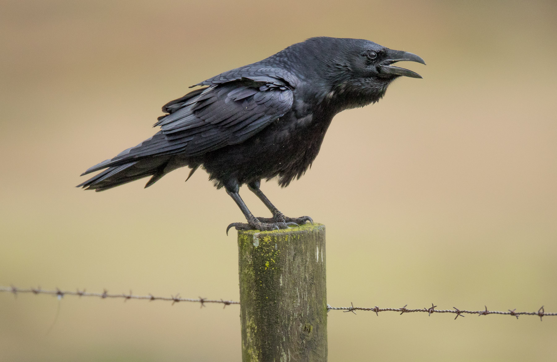 Talking Raven