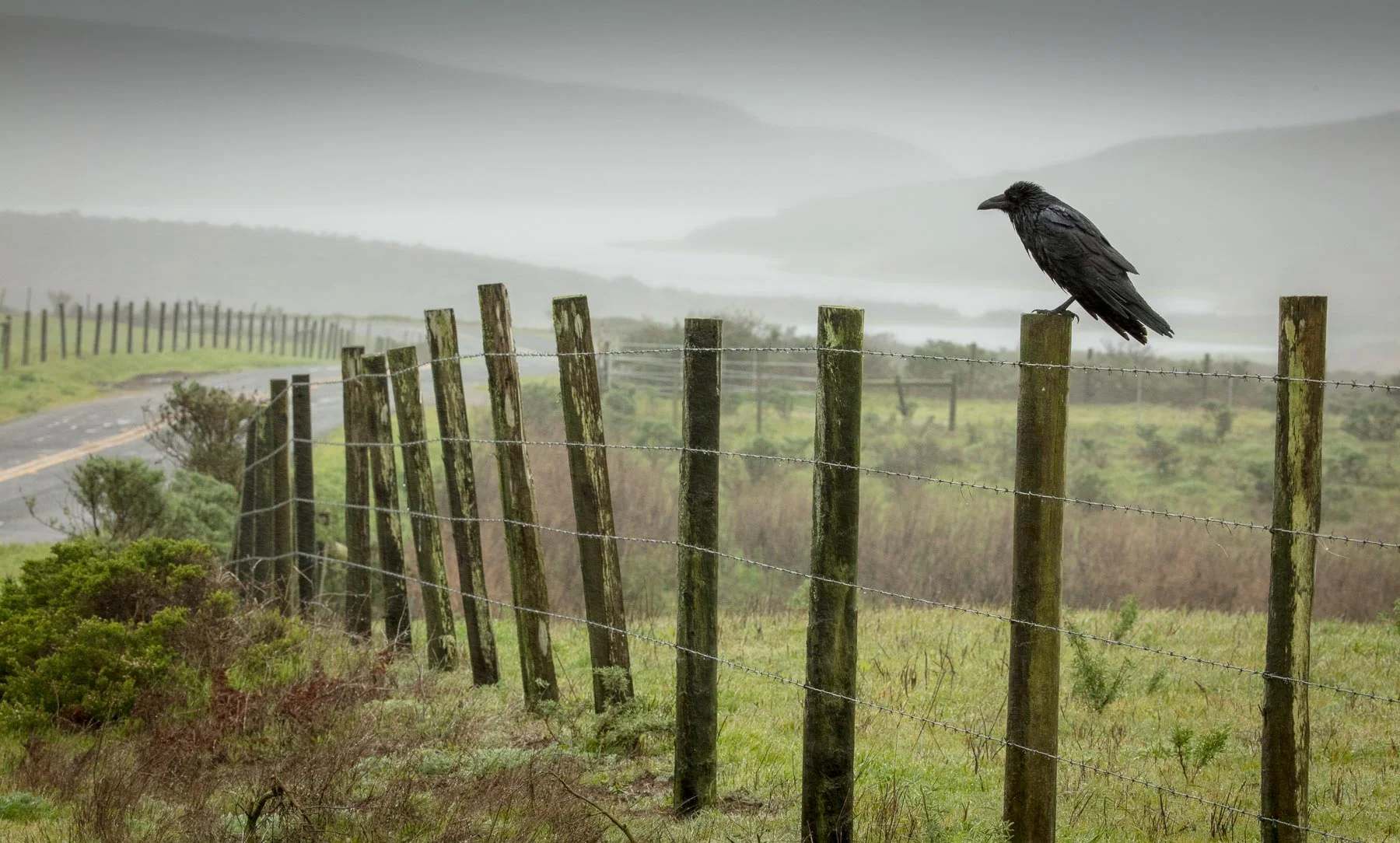 Raven and Landscape