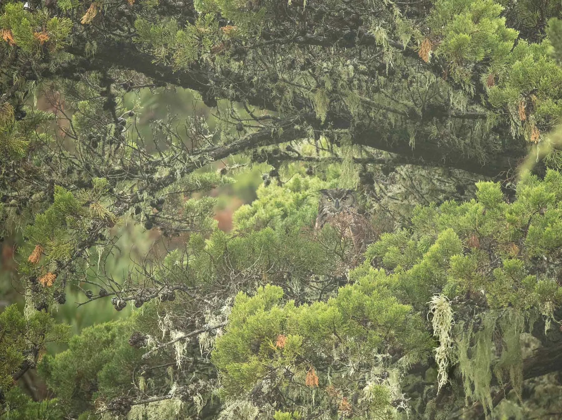 Soaking wet Great Horned Owl, embedded in an evergreen.