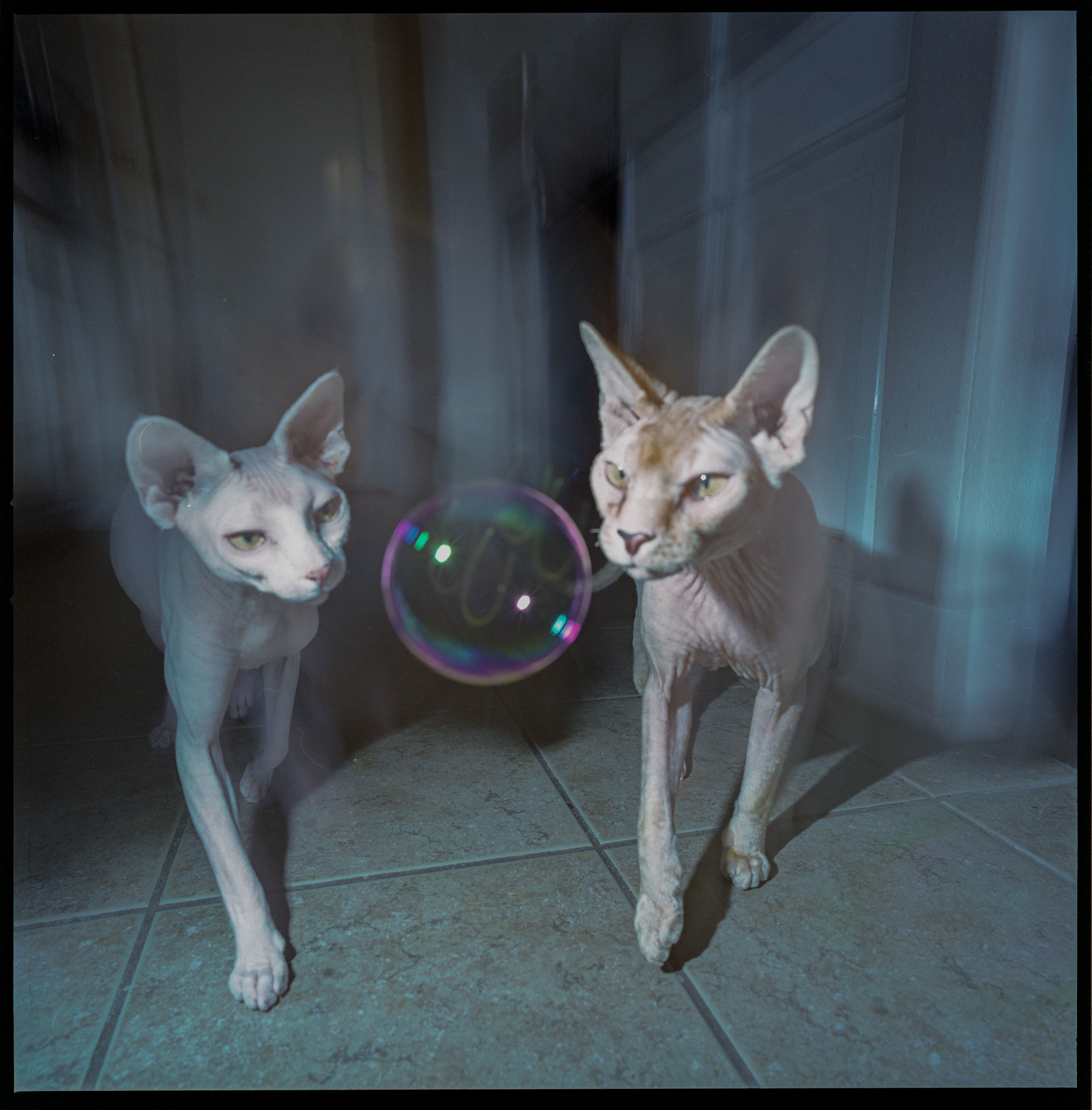 So this is little Max on the left and Sunny is on the right.