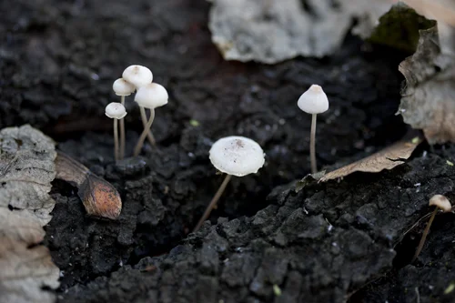 meander+river+fungi.jpg