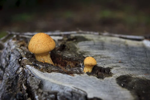 christmas+hills+fungi.jpg