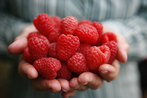 fresh picked raspberries