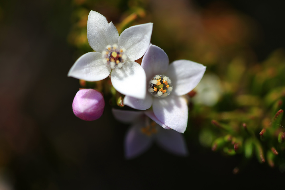 Boronia citriodora, Lemon-scented Boronia, or Lemon Thyme.jpg