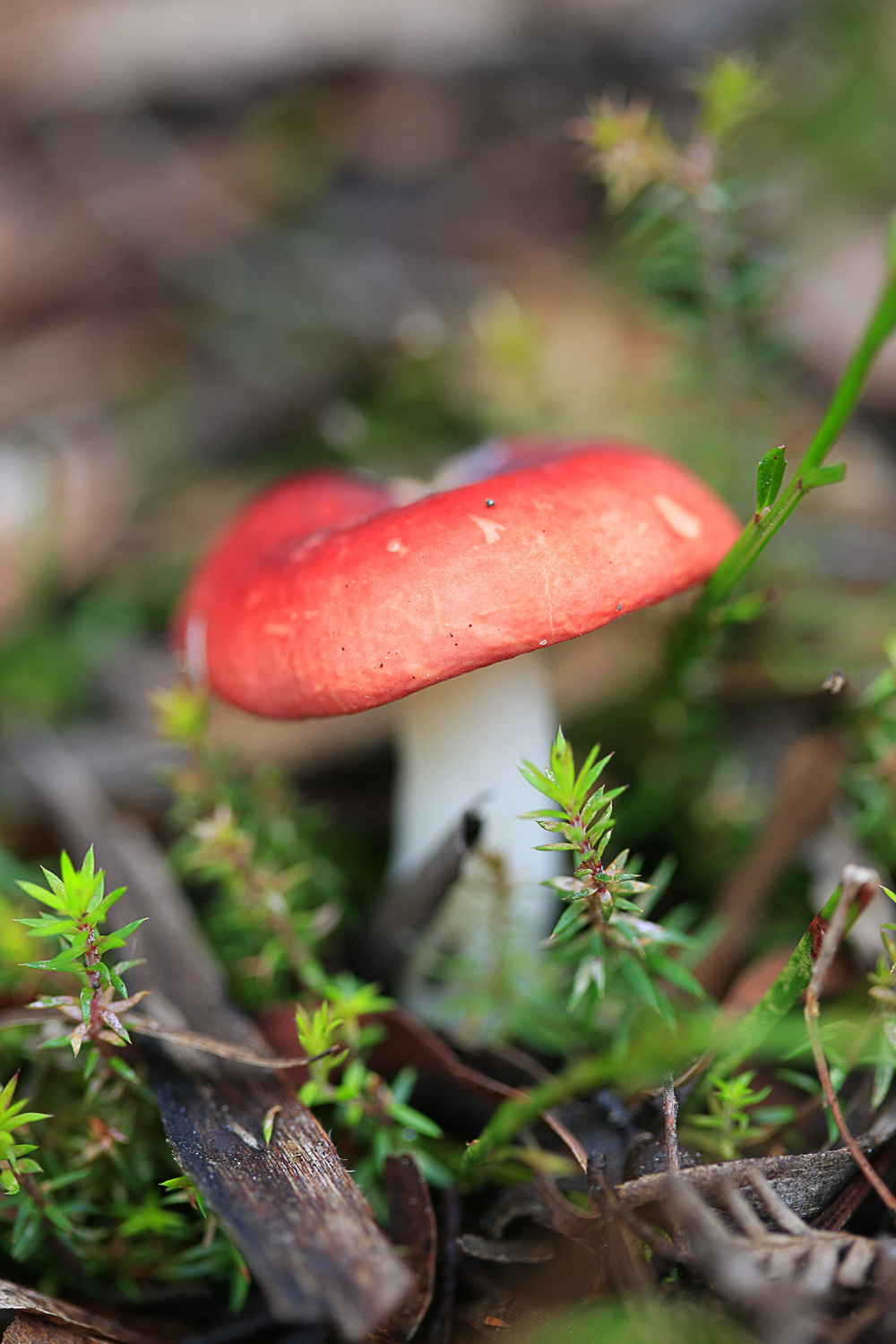 Montana Mushrooms_090512_9197.jpg