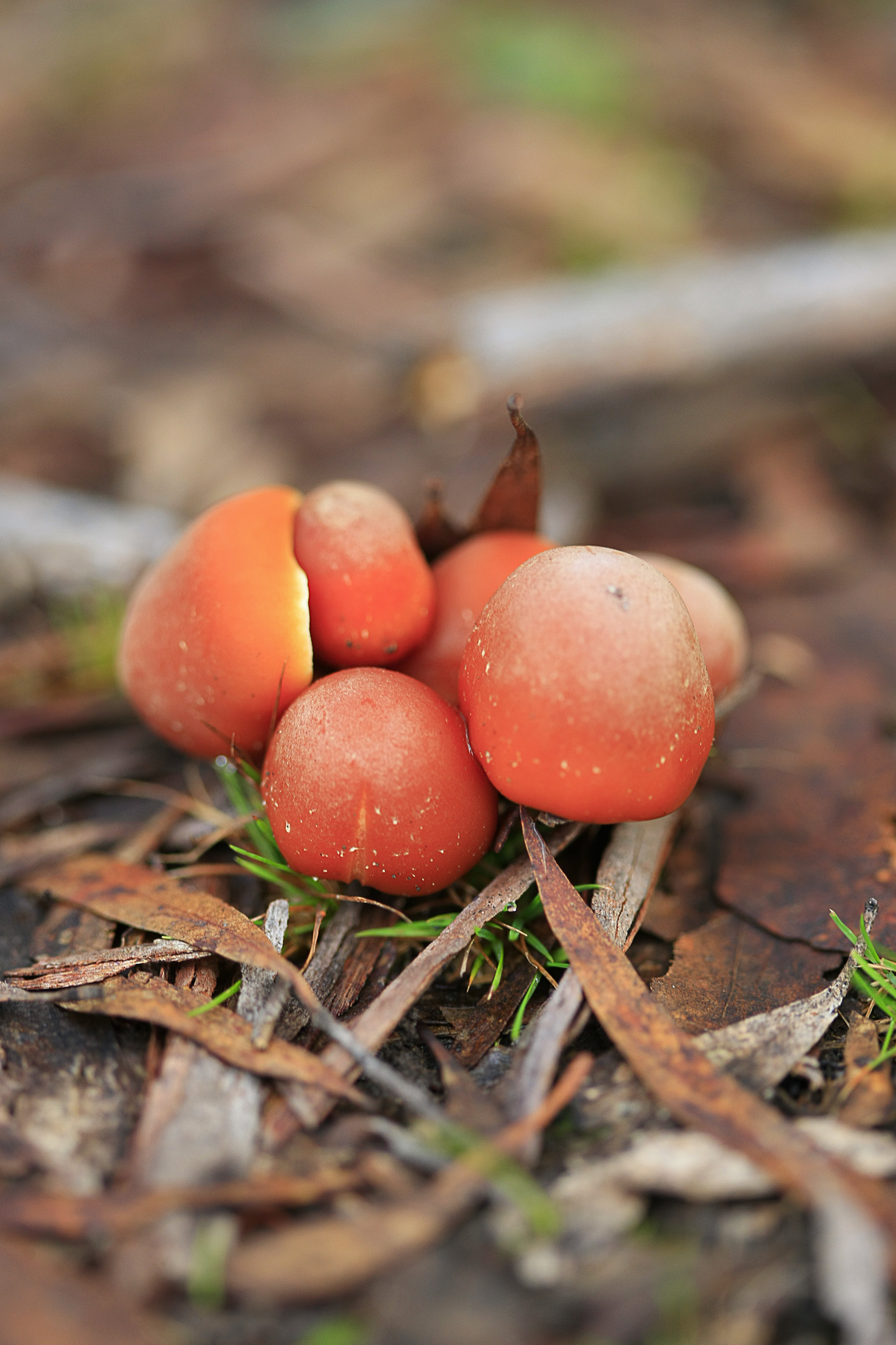 Montana Mushrooms_090512_9201.jpg