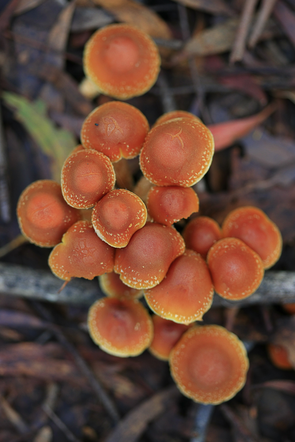 Montana Mushrooms_090512_9212.jpg