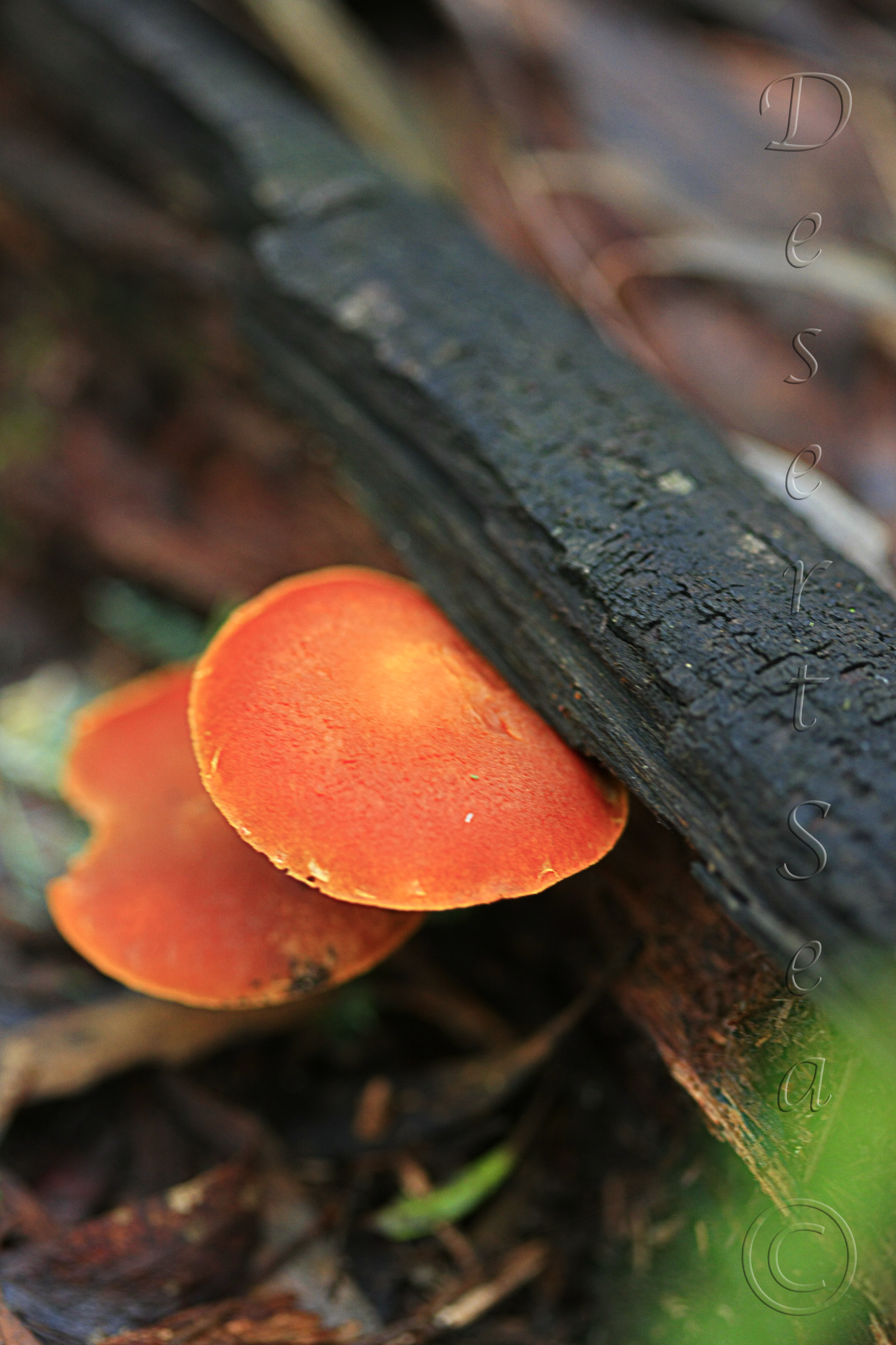 Montana Mushrooms_090512_9221.jpg