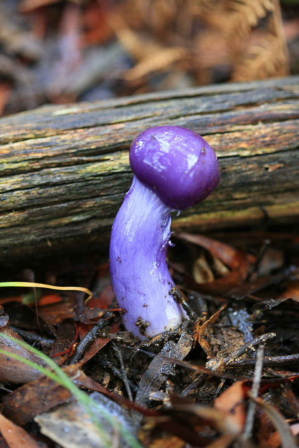 Montana Mushrooms_090512_9257.jpg