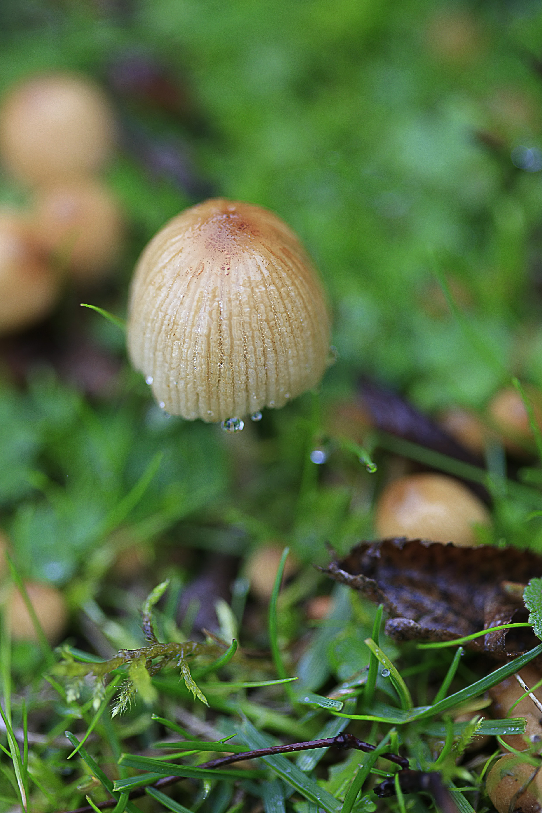 Mushrooms_080512_9104.jpg