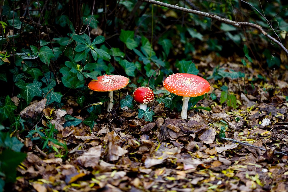 Fairytale Mushrooms_260512_9632a.jpg