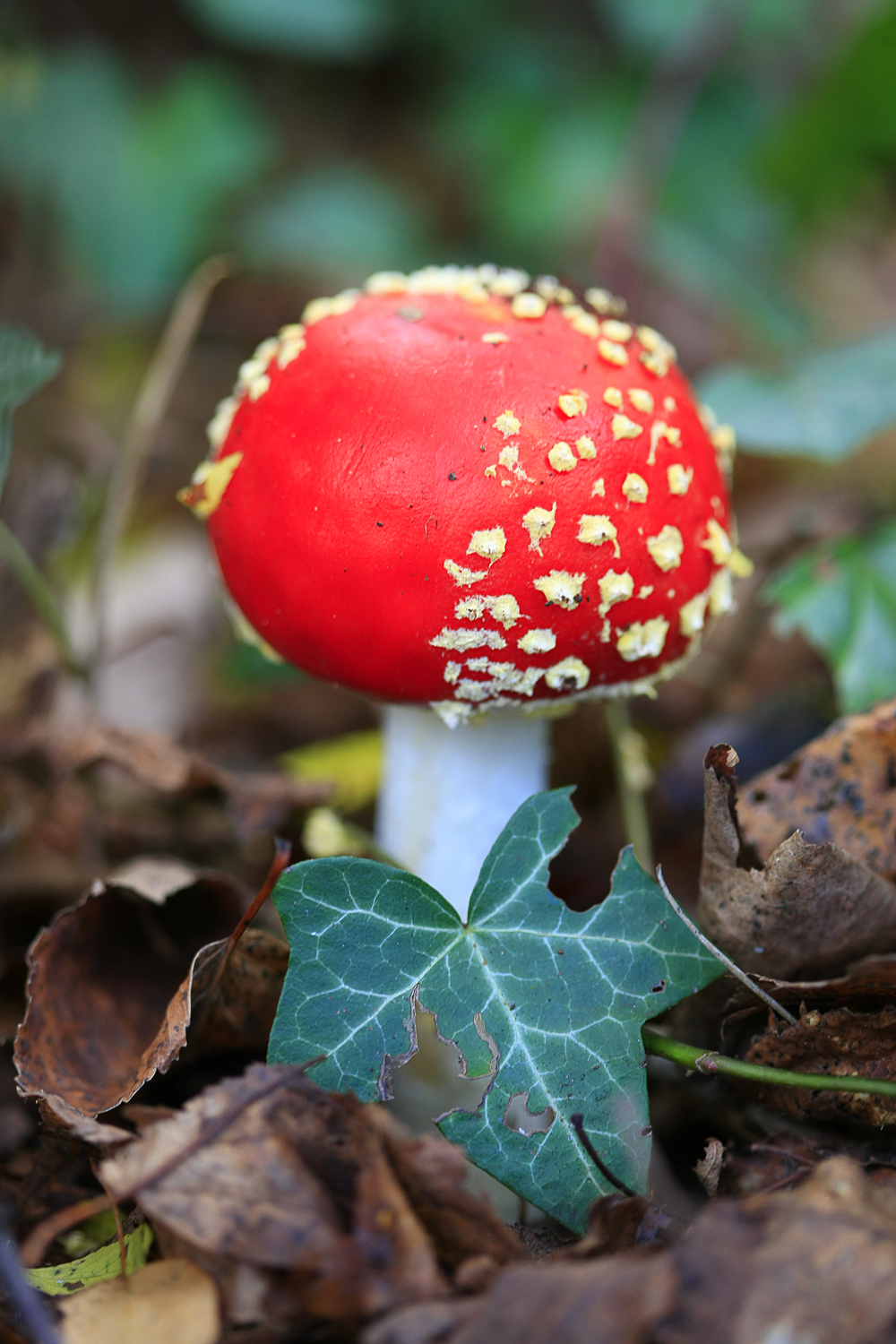 Fairytale Mushrooms_260512_9599a.jpg