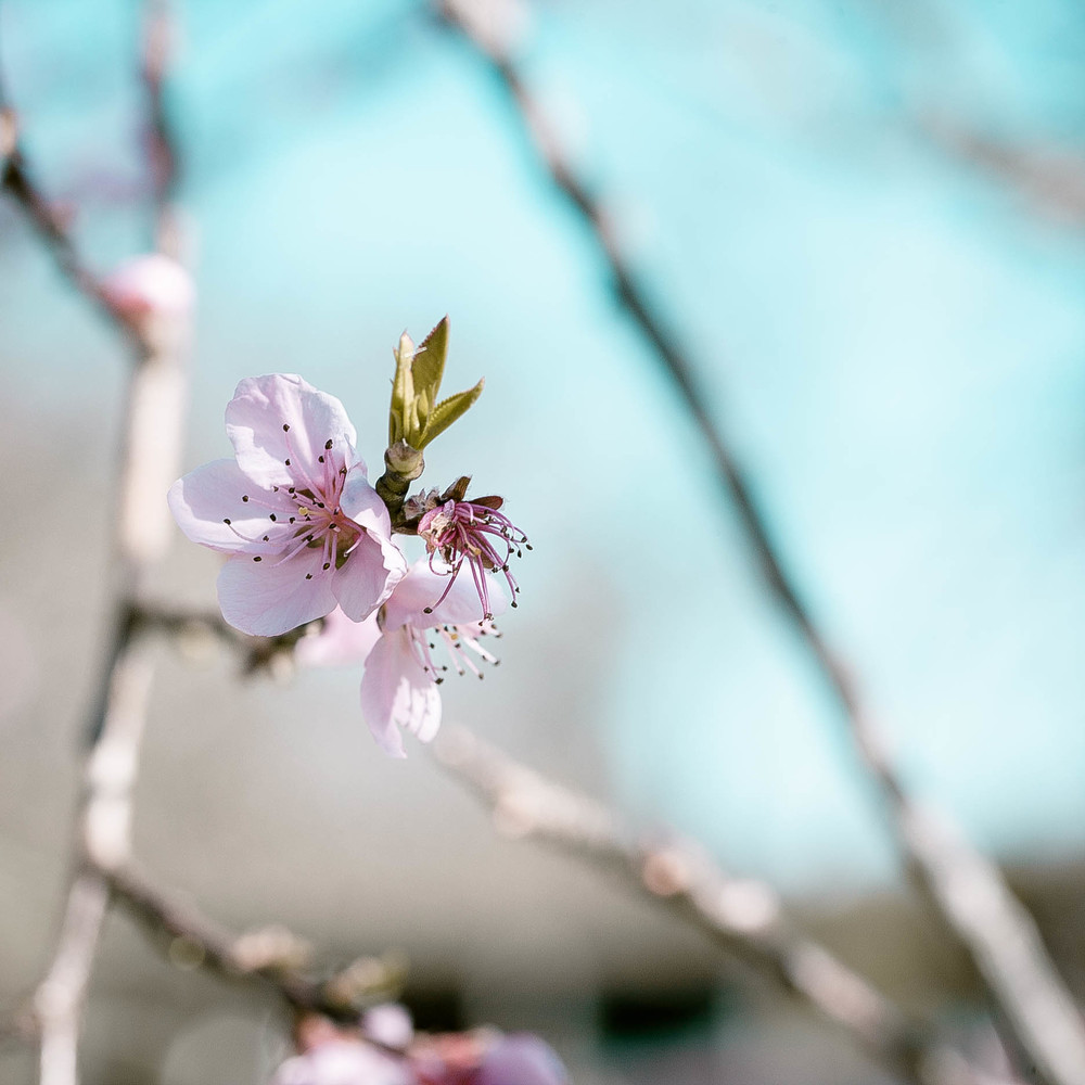 150912_0842blossoms.jpg