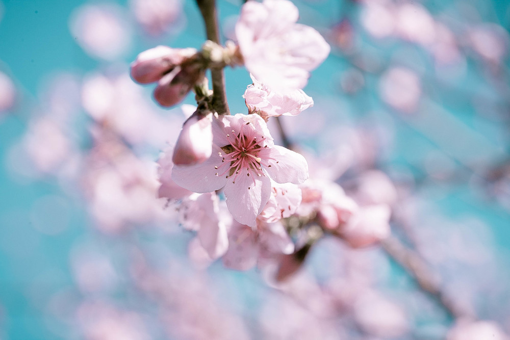 150912_0844blossoms.jpg