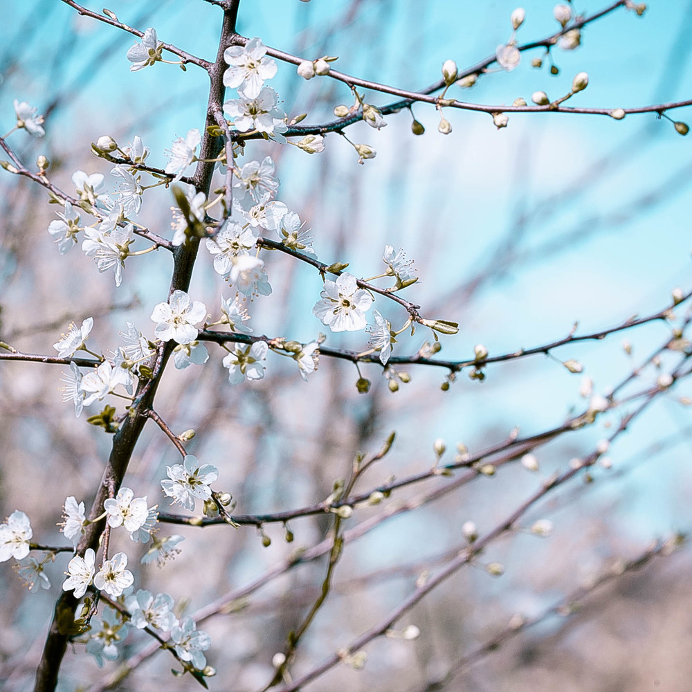 150912_0851blossoms.jpg